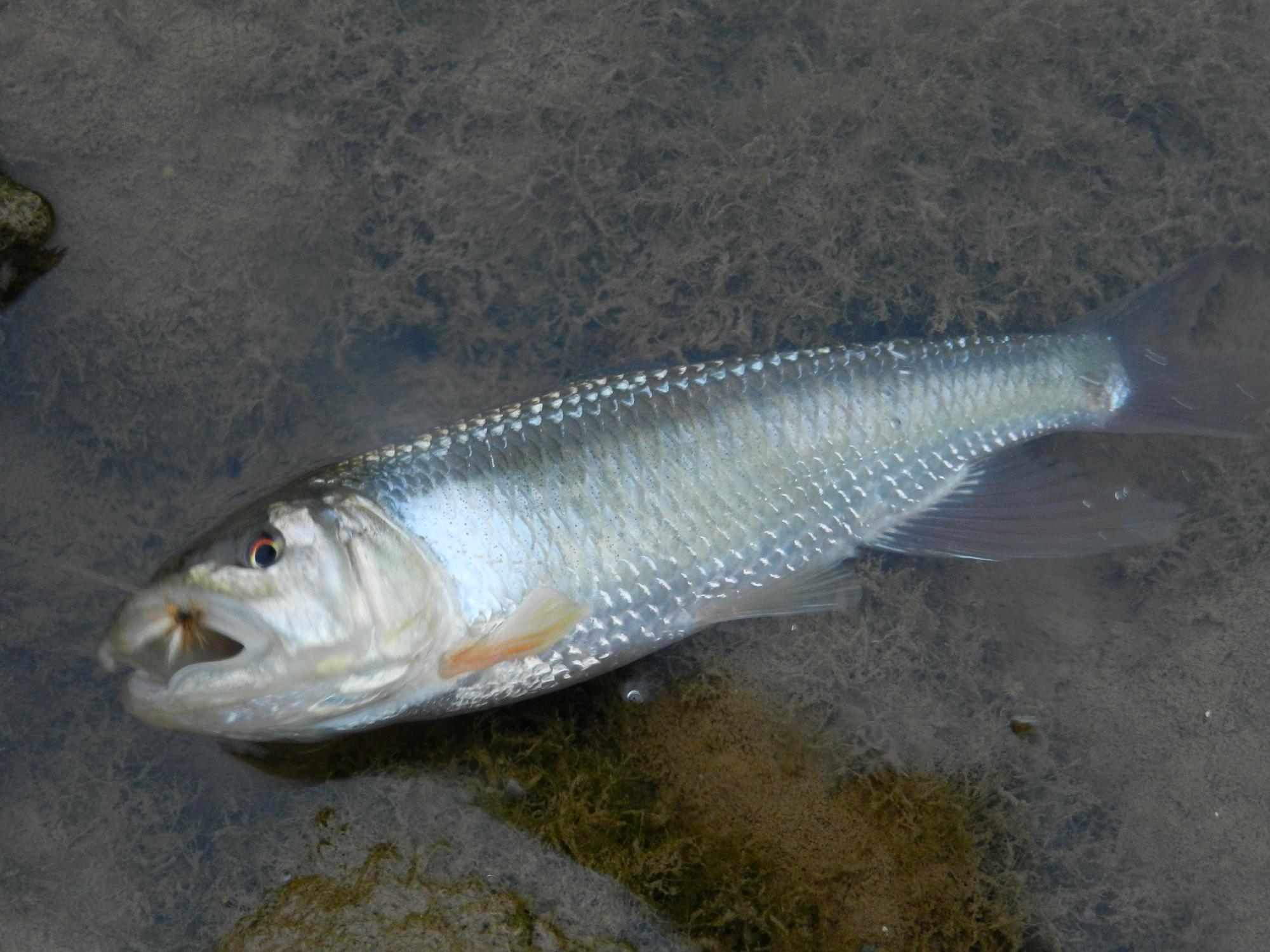 DSCN0862.JPG