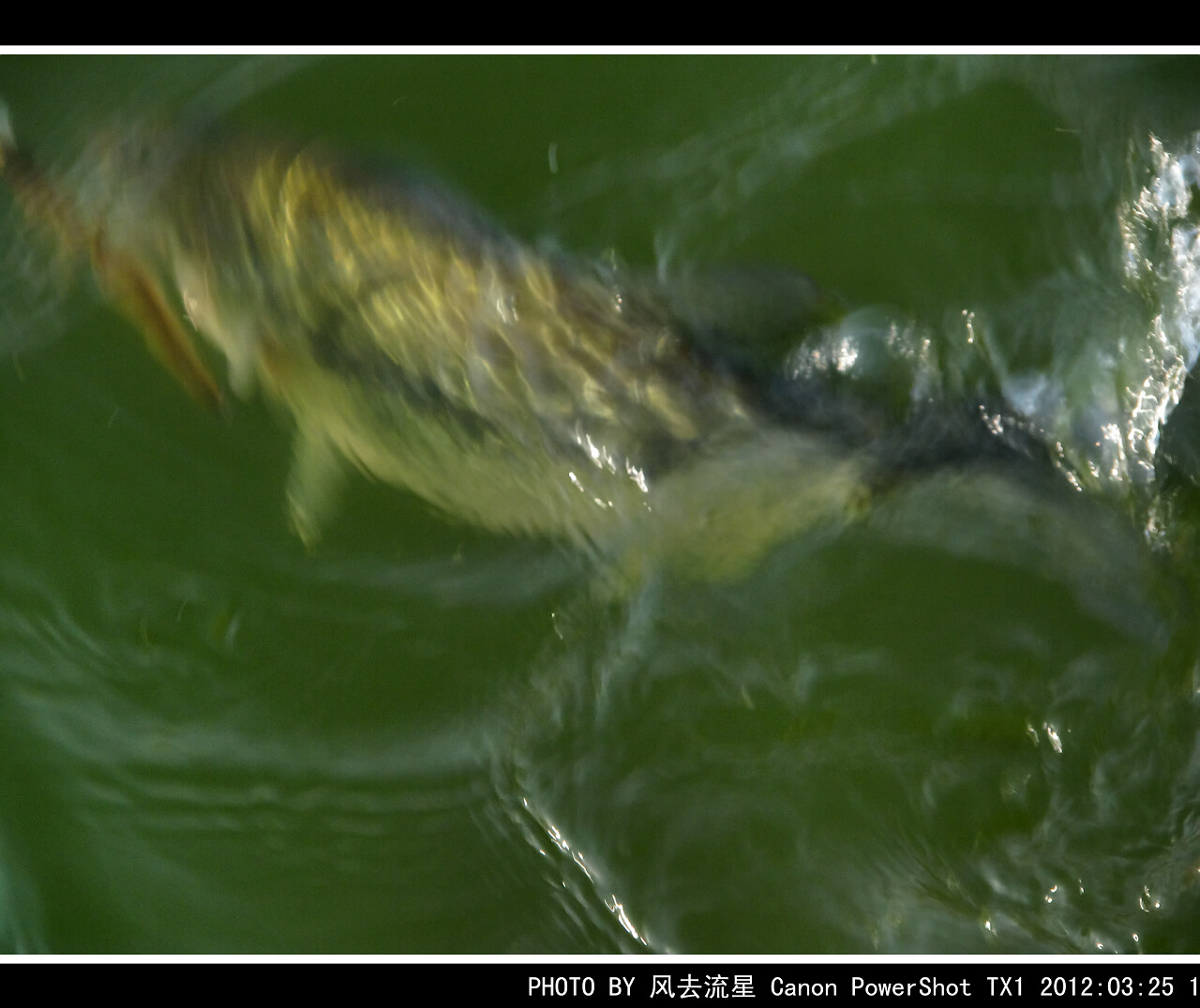 IMG_0665a.jpg