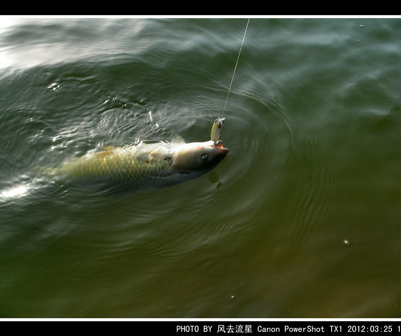 IMG_0663a.jpg