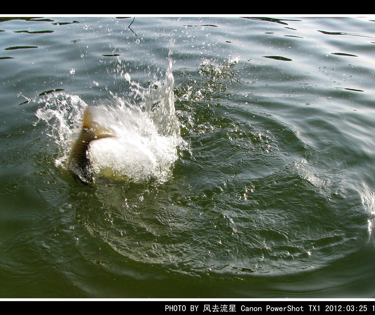 IMG_0654a.jpg