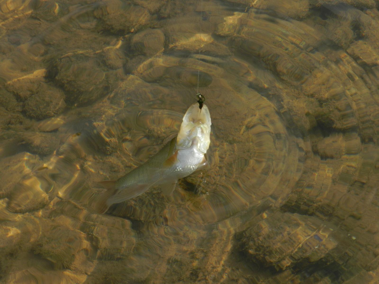 DSCN0958.JPG