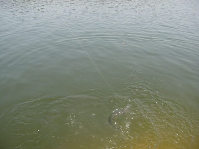 DSC00694.JPG