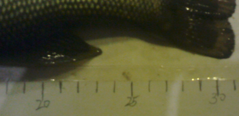 15.png
