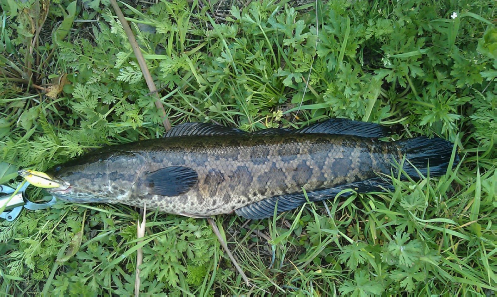 IMAG0466.jpg