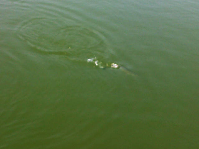 20120422045_.jpg
