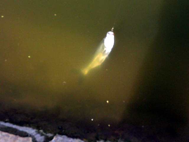 20120422046_.jpg