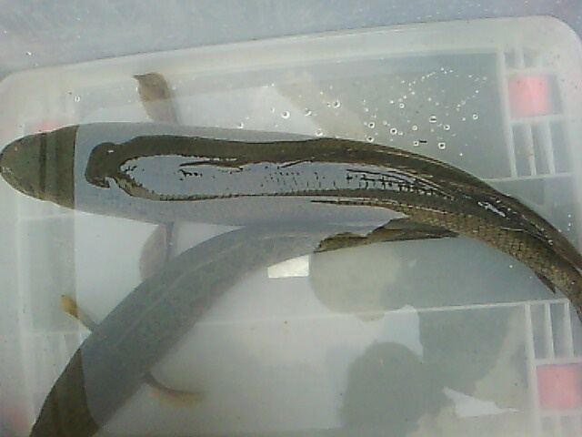 IMG00185.jpg