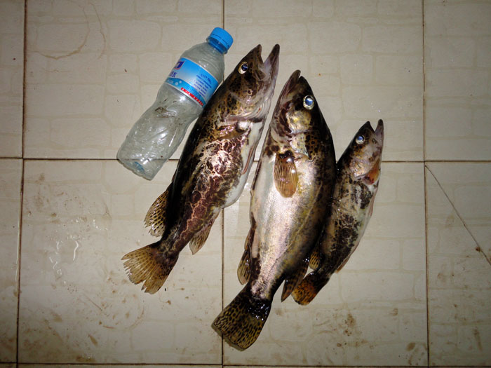 DSC04117.jpg