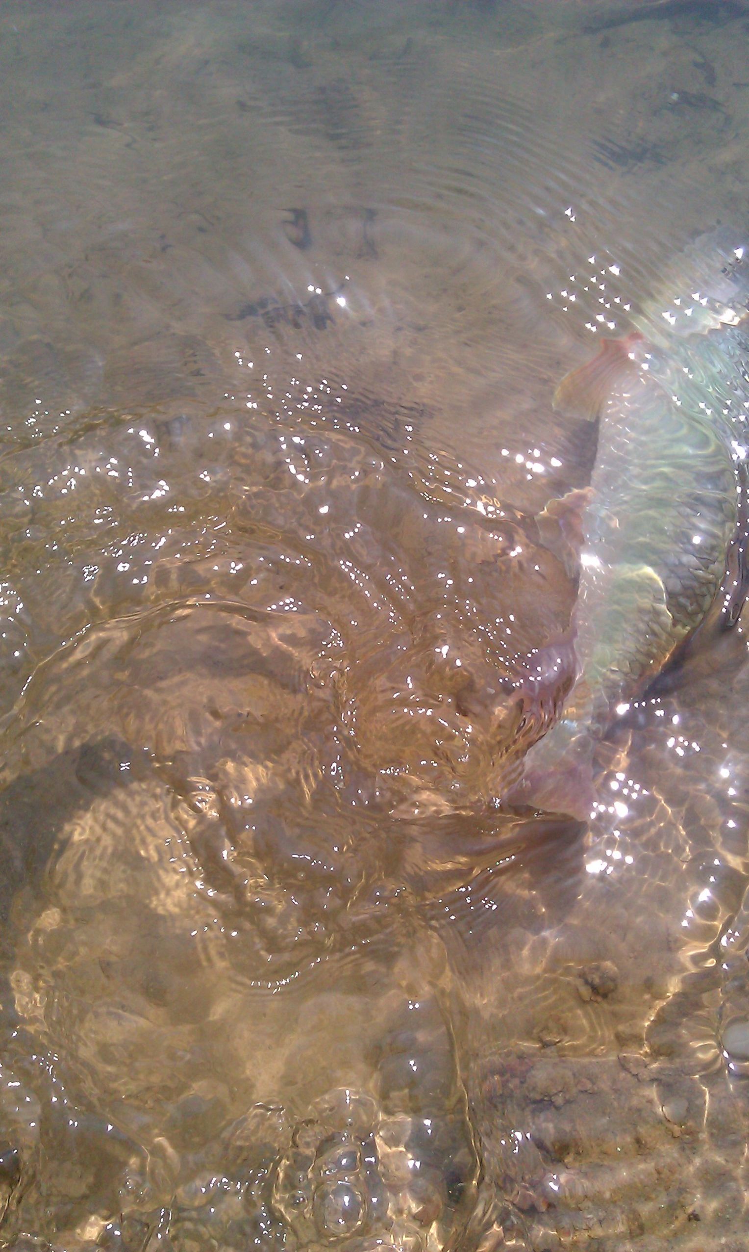 IMAG0294.jpg