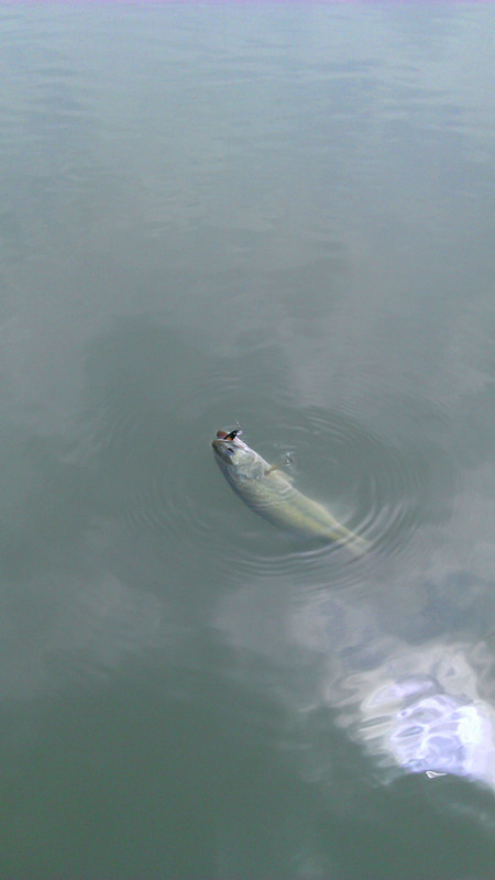 imag0059_.jpg
