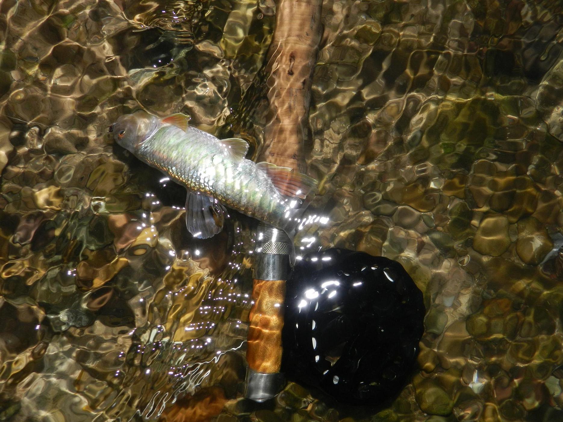 DSCN1599.JPG