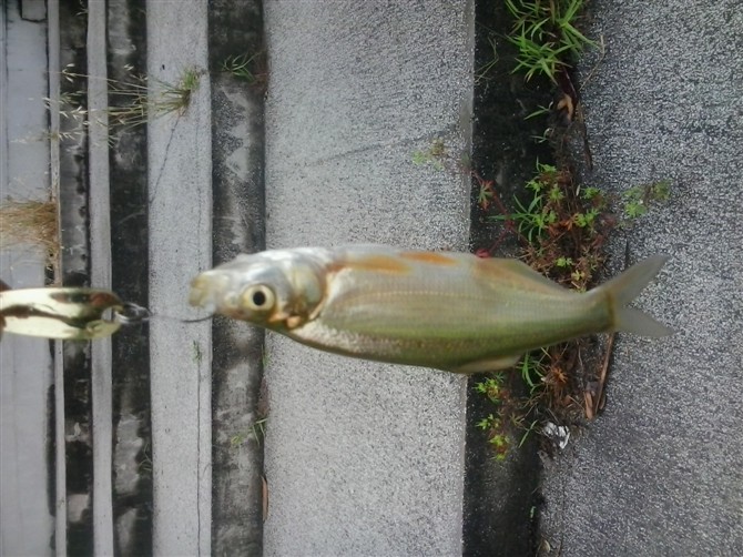 psb3.jpg