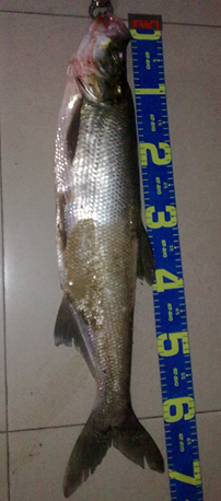 QQͼ20120610101740.png