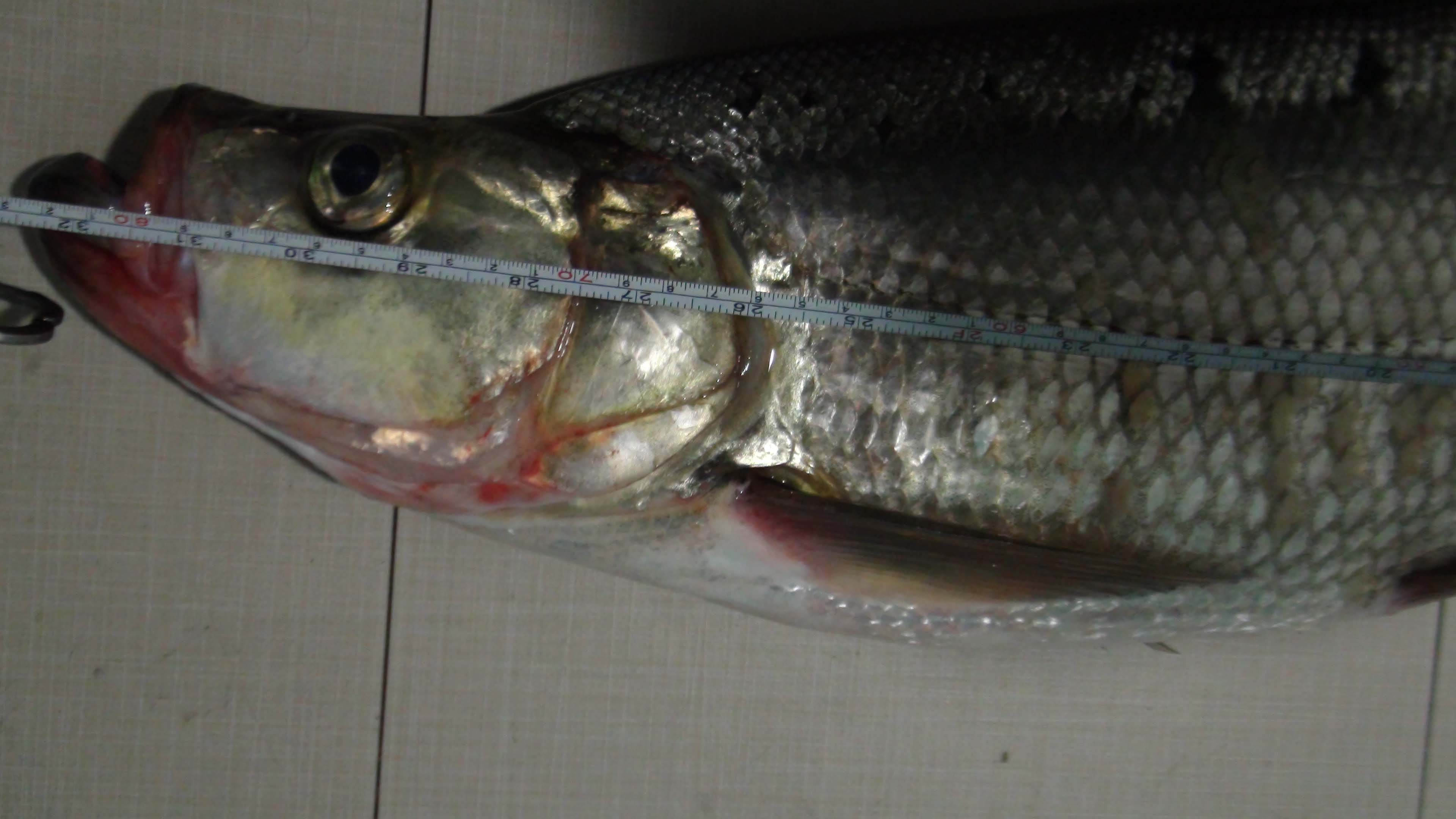 83公分长 83公分长