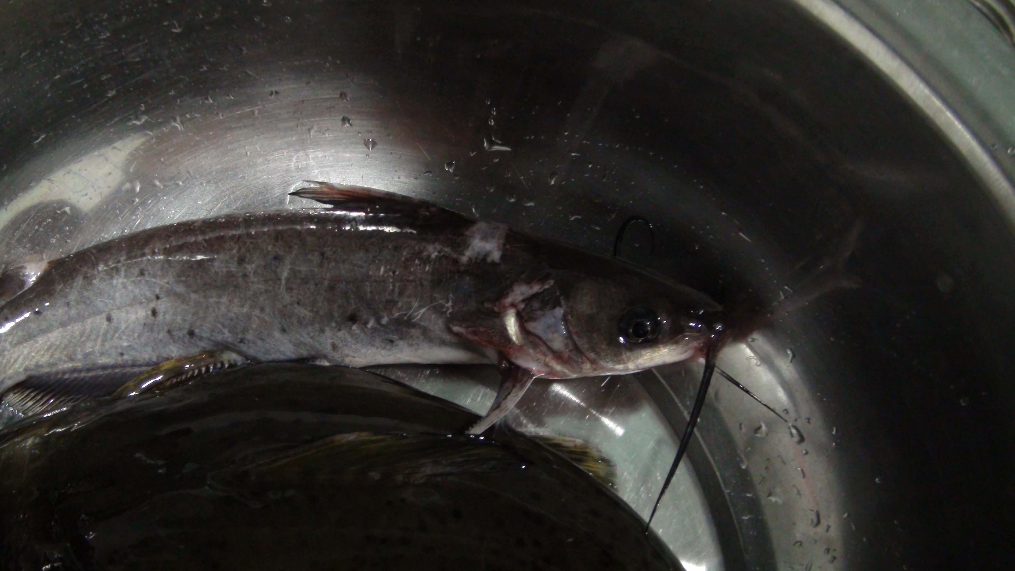 这个是什么鱼呀? 这个是什么鱼呀?