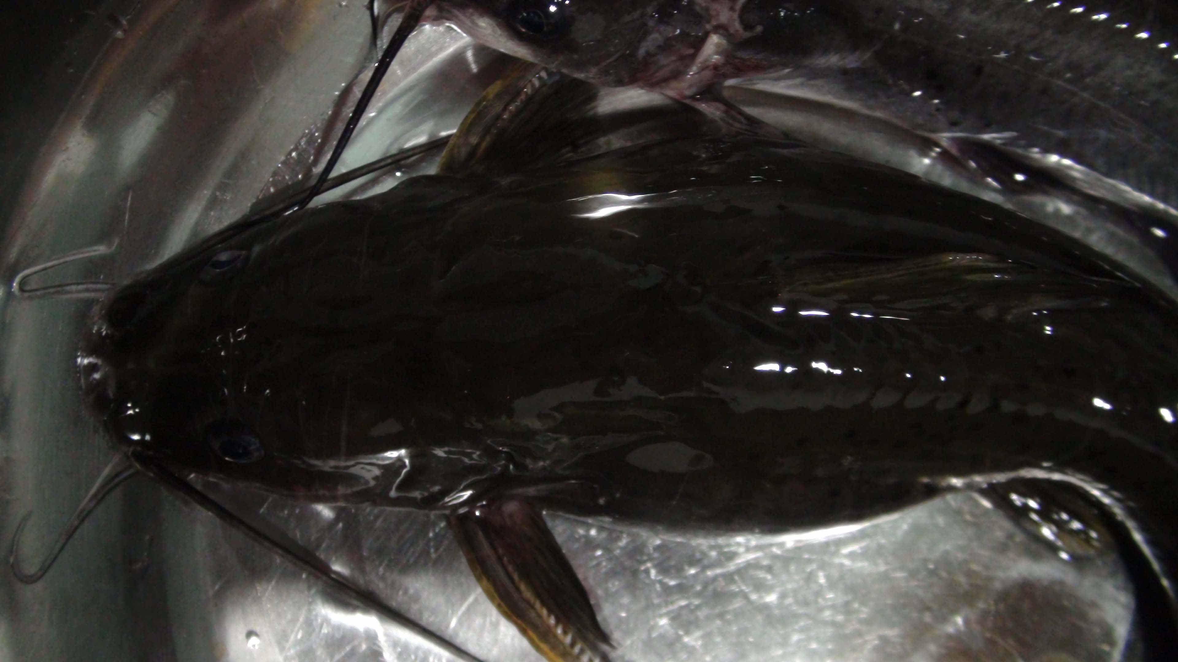 有点象鲶鱼,可不是的 有点象鲶鱼,可不是的