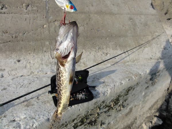 DSC03022_СС.JPG
