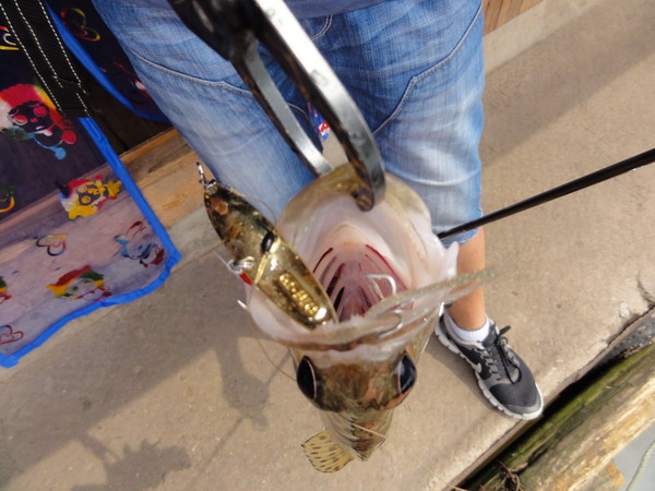 DSC02895_СС.JPG