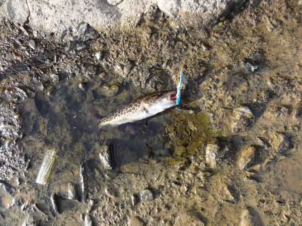 DSC03024_СС.JPG