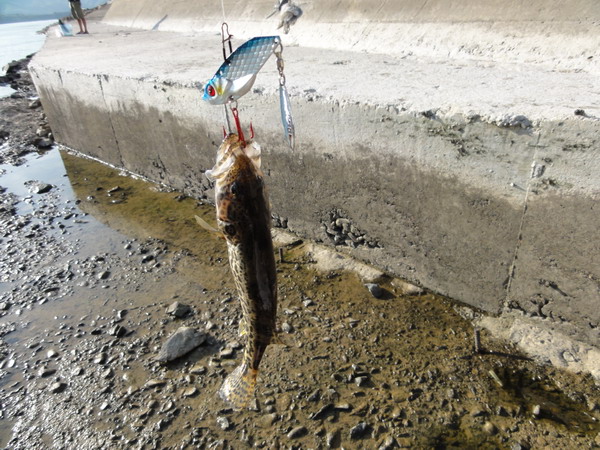 DSC03018_СС.JPG