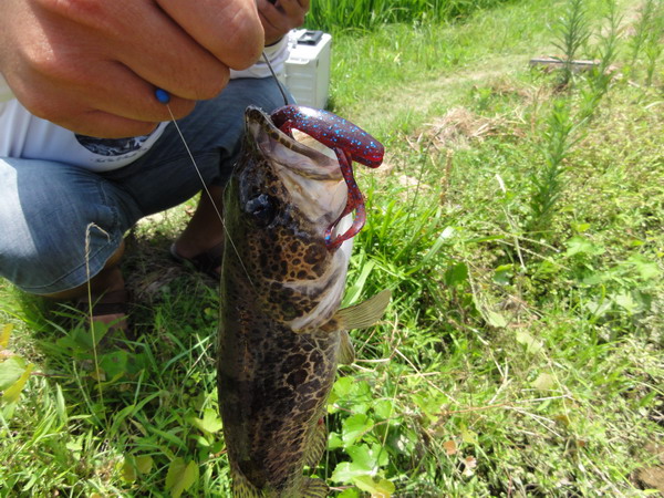 DSC02982_СС.JPG
