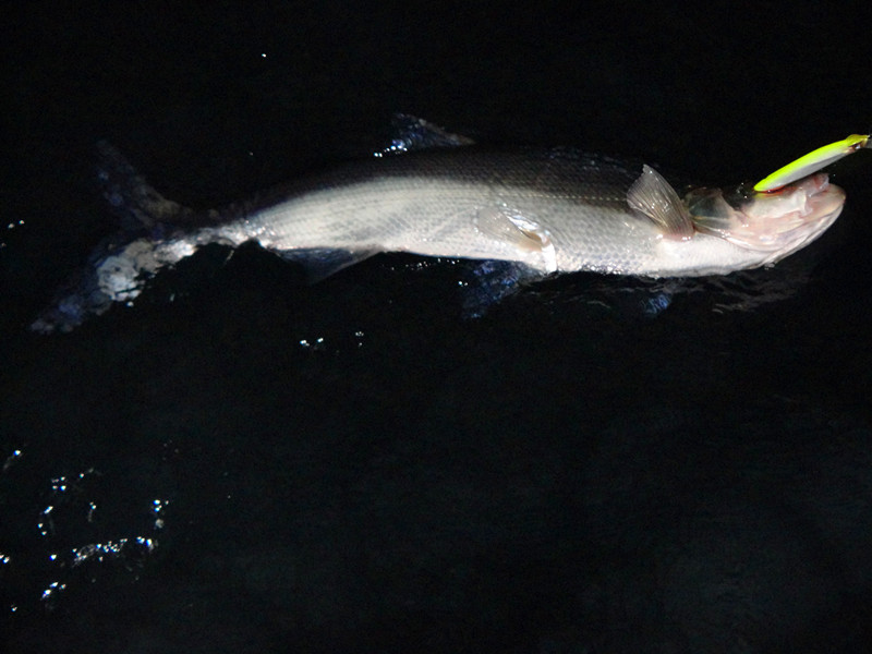 DSC00671_.jpg