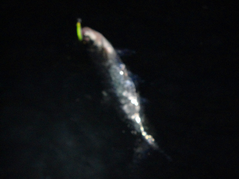 DSC00673_.jpg