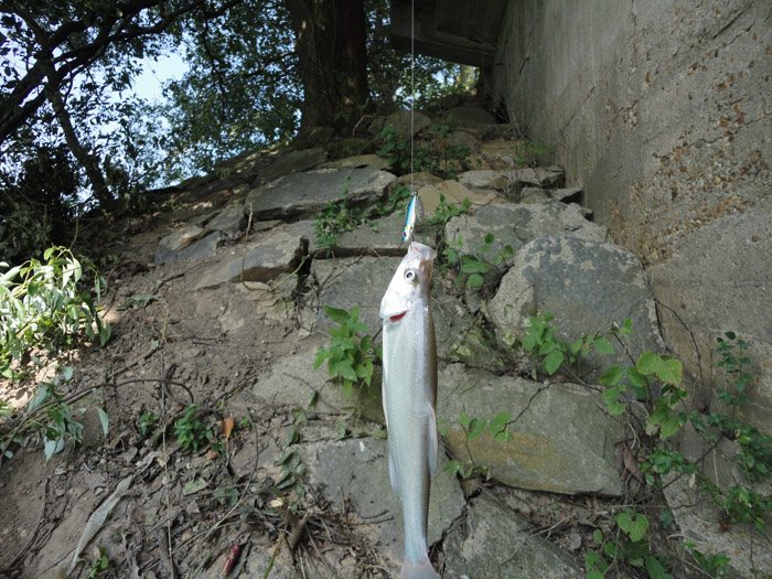 DSC05177.jpg