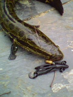 IMG0172A.jpg