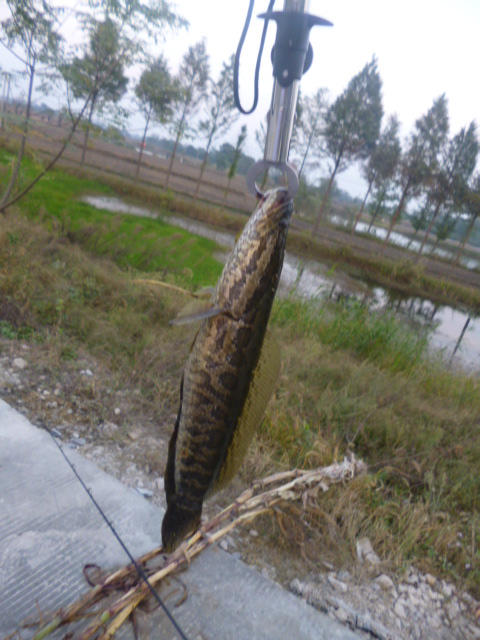 170405ldcceeeh72dcqtde.jpg