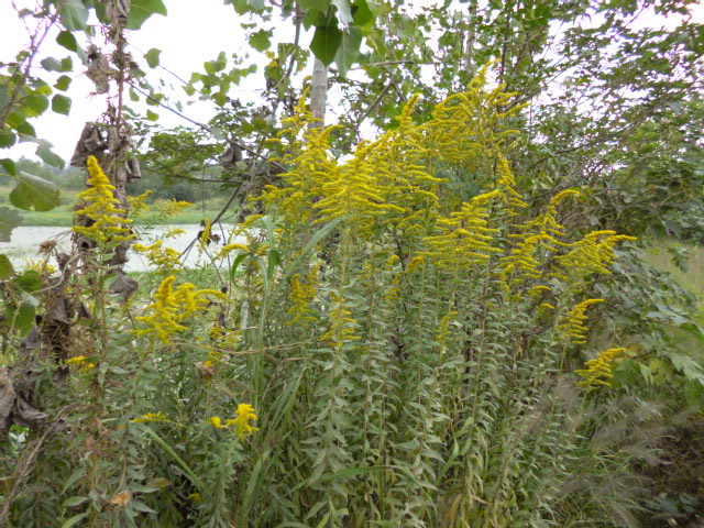 P1000668.JPG