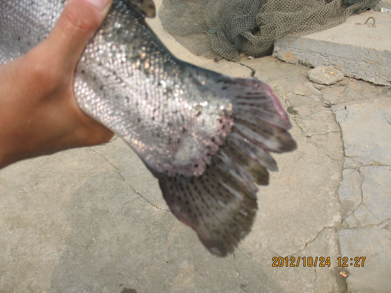 IMG_9586.JPG