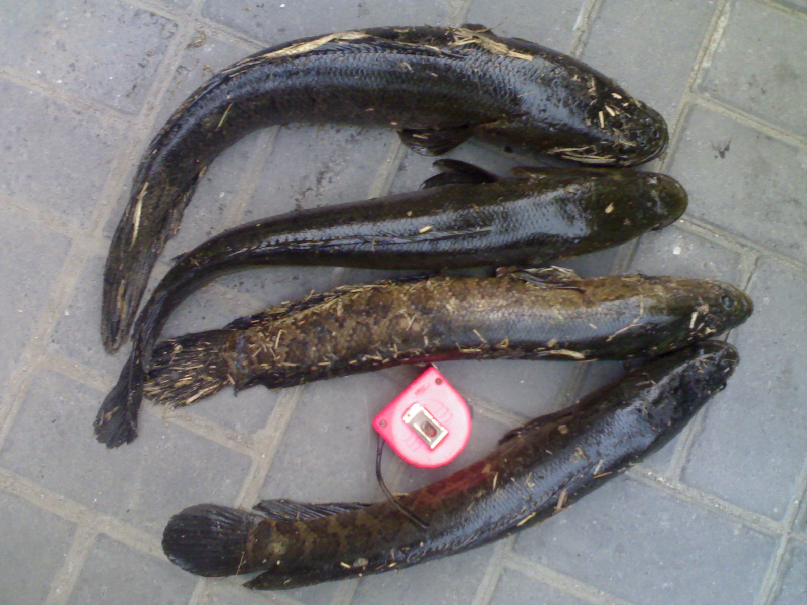 20121008306.jpg