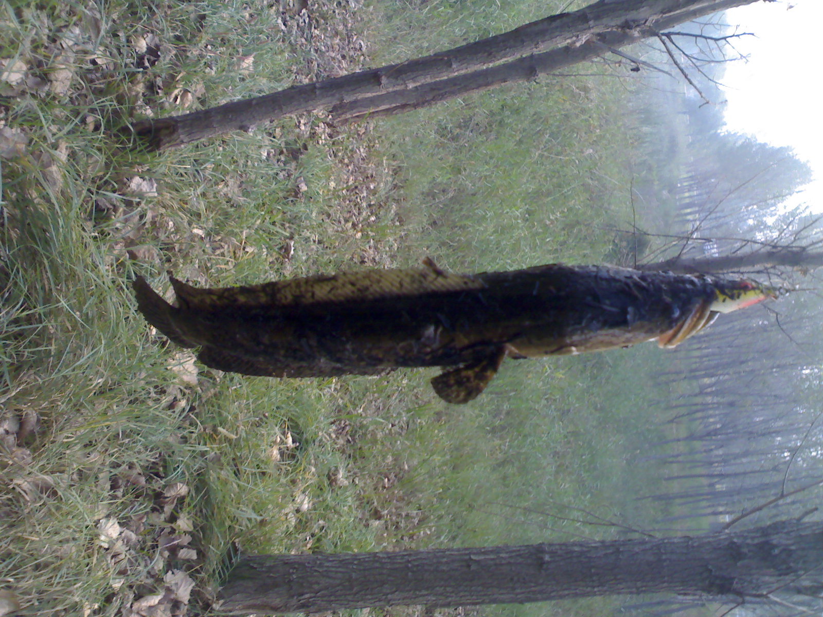  20121008304.jpg