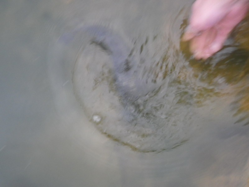 IMGP0127.JPG