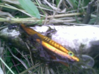 Pic_1104_002.jpg