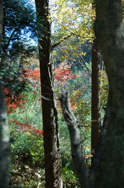 DSC_7006.jpg