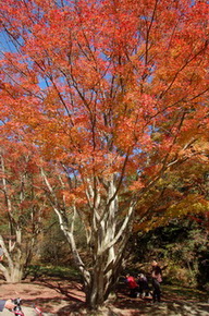 DSC_7085.jpg