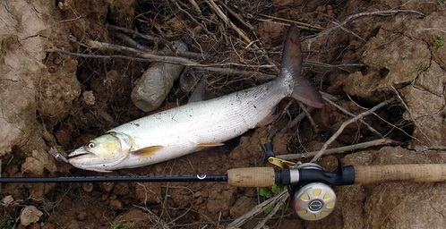 DSC00122.jpg