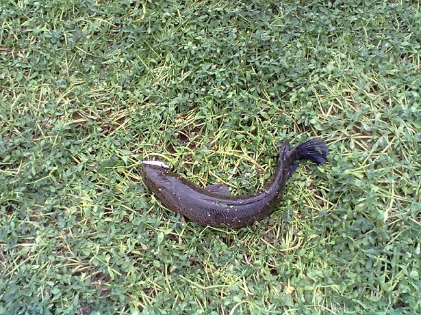 20121012491.jpg
