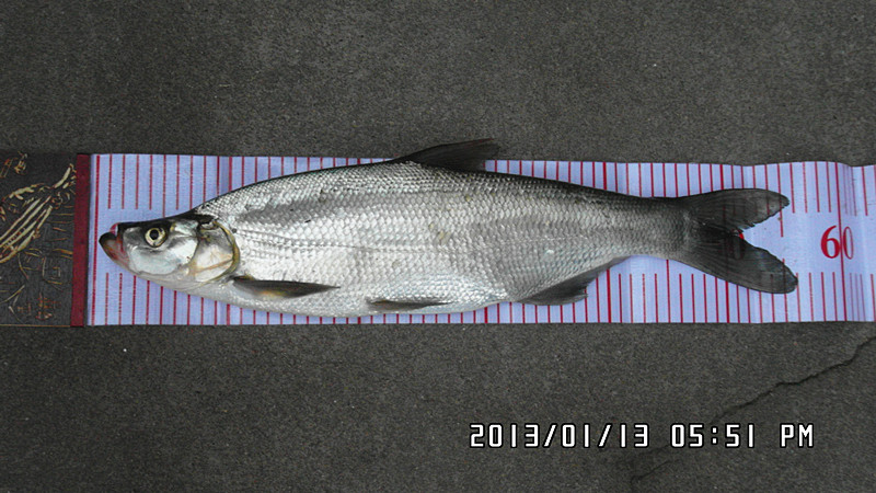 SAM_1447_.jpg