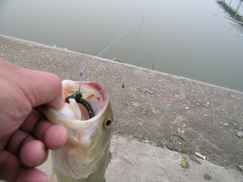 DSCN3639.jpg