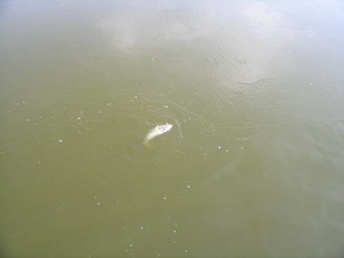 DSCN3705.jpg