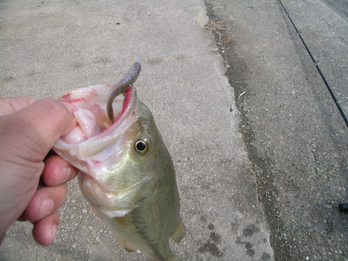 DSCN3711.jpg