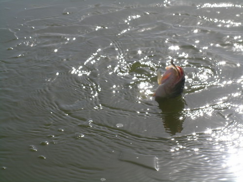 DSCN3685.jpg
