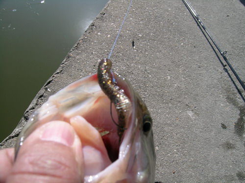 DSCN3727.jpg