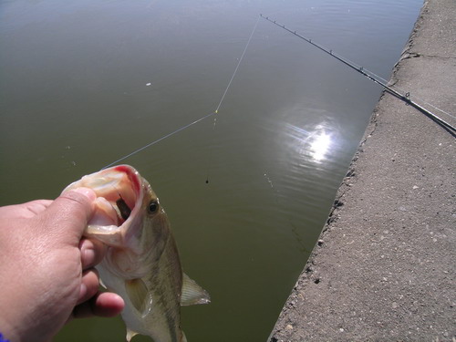 DSCN3729.jpg