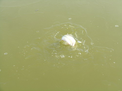 DSCN3728.jpg