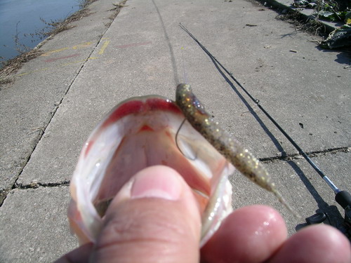 DSCN3733.jpg