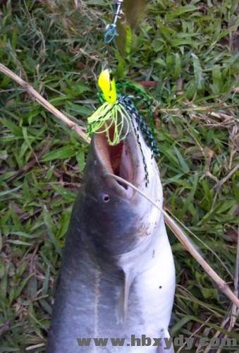 223507ycbjydcxmsmmyls5.jpg